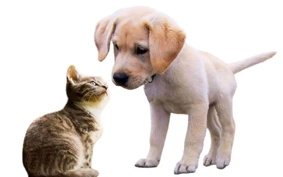 Bild zu Hund Weg 🐶 Hunde-Welpen Erziehungstipps – Hundeweg