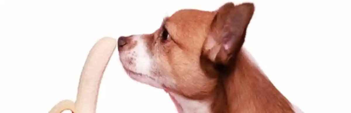 Bild zu Hund Weg 🐶 Hundefutter – Hundeweg