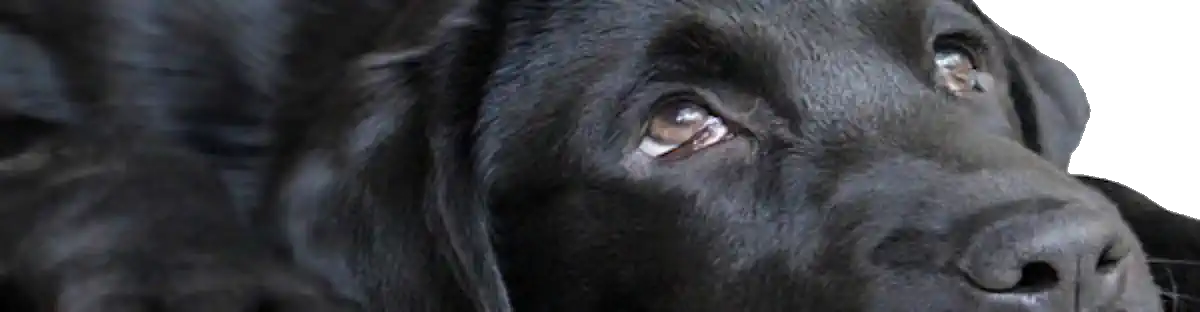 Bild zu Hund Weg 🐶  Knigge ja auch auf dem Hundeweg