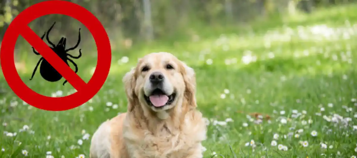 Bild zu Hund Weg 🐶 Zecken Schutz – Hundeweg