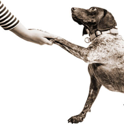 hundeweg_klicker_1_400400