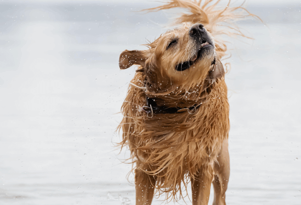 hund-nass_1200820